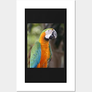 Harlequin Macaw Posters and Art